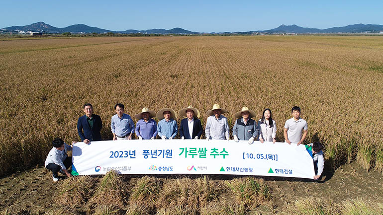 서산 가루쌀 추수